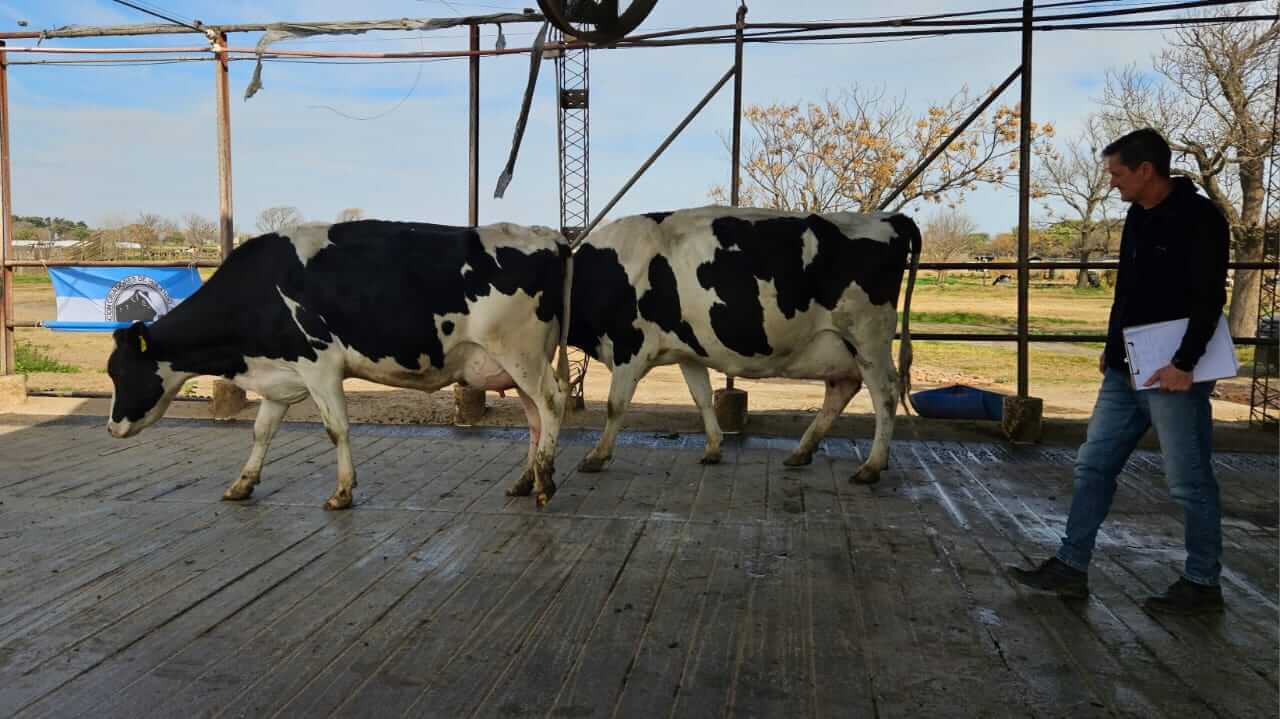 Vacas a campo compiten para la Expo Rural de Rafaela